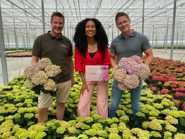 Hortensia Hi Island wint mooie prijs