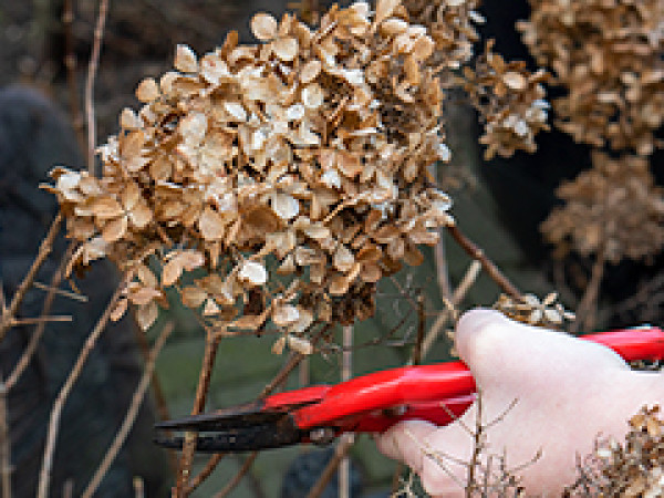 Hortensia's snoeien