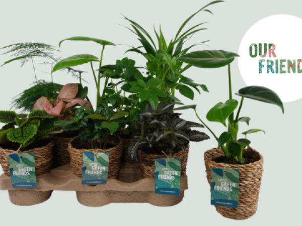 Sjaak van Schie brengt kleine groene kamerplanten op de markt